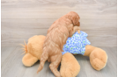 Mini Goldendoodle Pup Being Cute