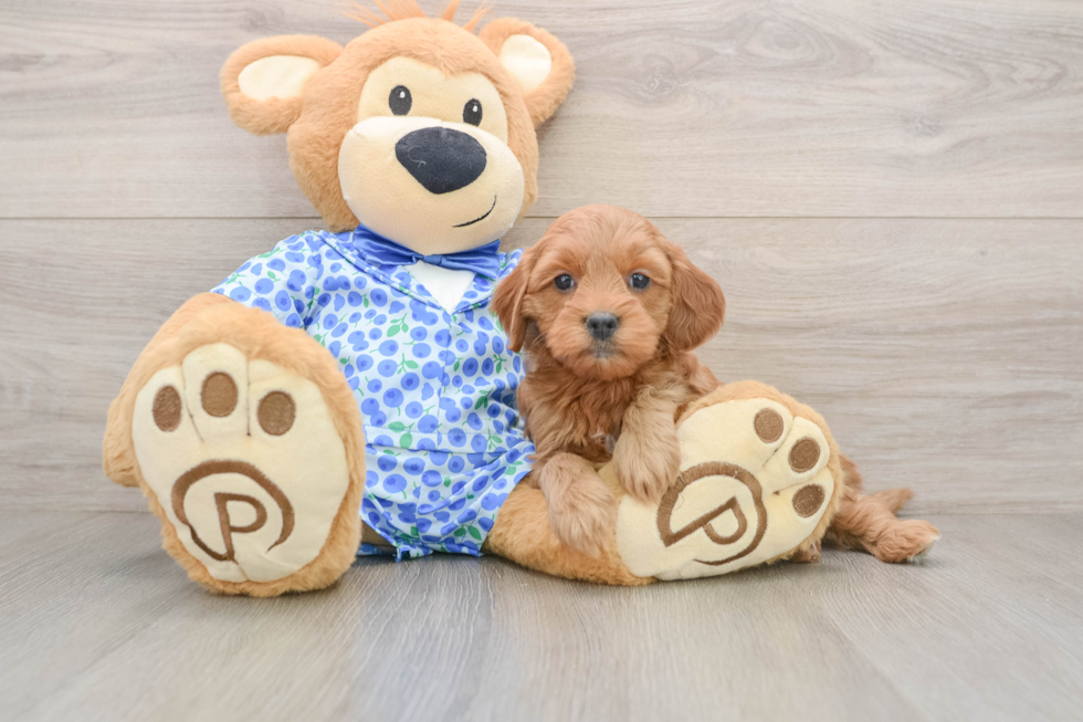 Sweet Mini Goldendoodle Baby