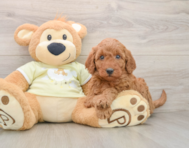 7 week old Mini Goldendoodle Puppy For Sale - Fairfield Furbabies