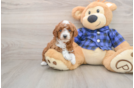 Mini Goldendoodle Pup Being Cute