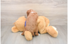Mini Goldendoodle Pup Being Cute