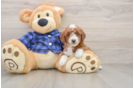 Small Mini Goldendoodle Baby