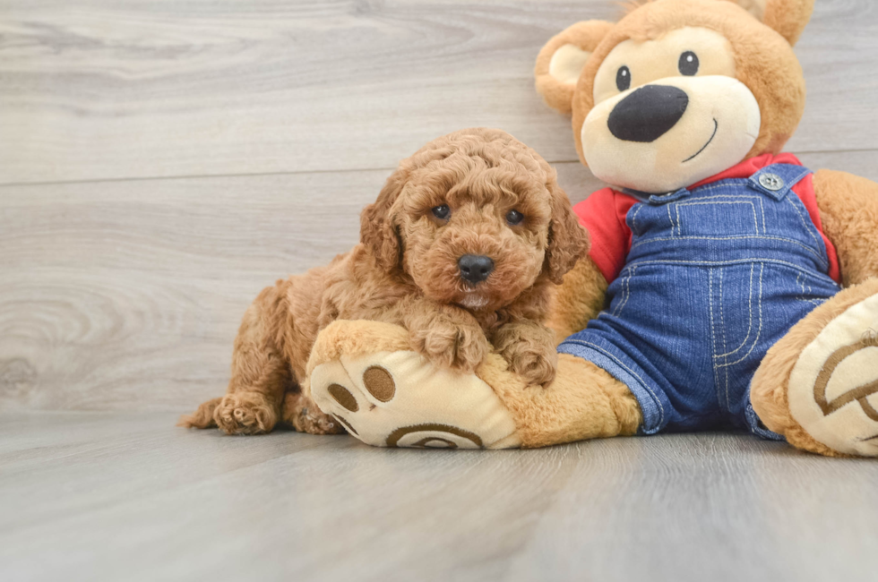 5 week old Mini Goldendoodle Puppy For Sale - Fairfield Furbabies