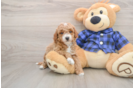 Best Mini Goldendoodle Baby