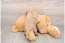 Adorable Golden Retriever Poodle Mix Poodle Mix Puppy