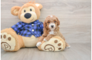 Mini Goldendoodle Puppy for Adoption