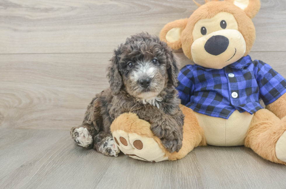 8 week old Mini Goldendoodle Puppy For Sale - Fairfield Furbabies