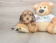 6 week old Mini Goldendoodle Puppy For Sale - Fairfield Furbabies