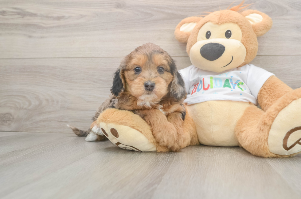 6 week old Mini Goldendoodle Puppy For Sale - Fairfield Furbabies
