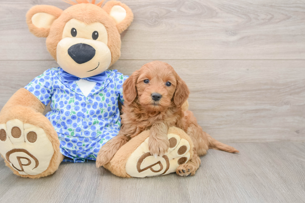Mini Goldendoodle Pup Being Cute