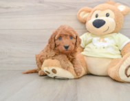 7 week old Mini Goldendoodle Puppy For Sale - Fairfield Furbabies