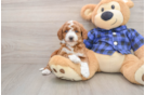 Funny Mini Goldendoodle Poodle Mix Pup