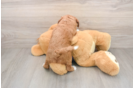 Mini Goldendoodle Pup Being Cute