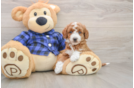 Friendly Mini Goldendoodle Baby