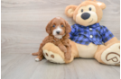 Mini Goldendoodle Pup Being Cute