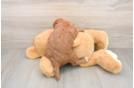Hypoallergenic Mini Goldiepoo Poodle Mix Puppy