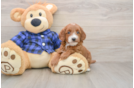 Best Mini Goldendoodle Baby