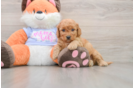 Smart Mini Goldendoodle Poodle Mix Pup