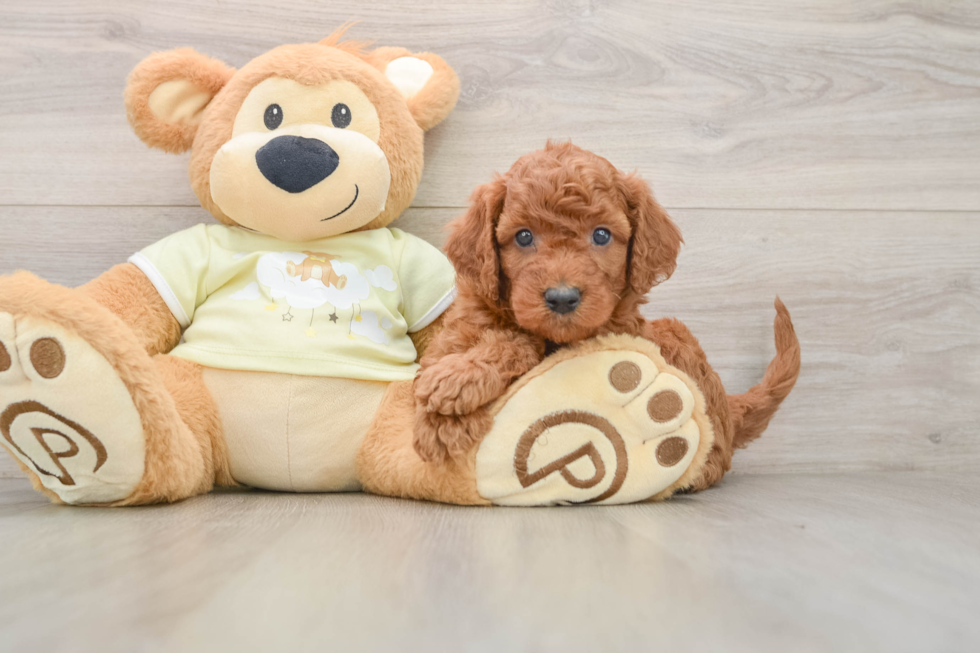 Mini Goldendoodle Pup Being Cute