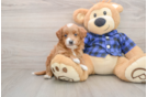 Mini Goldendoodle Puppy for Adoption