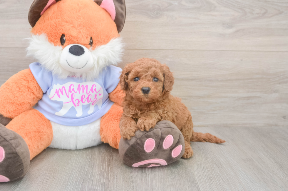 Happy Mini Goldendoodle Baby