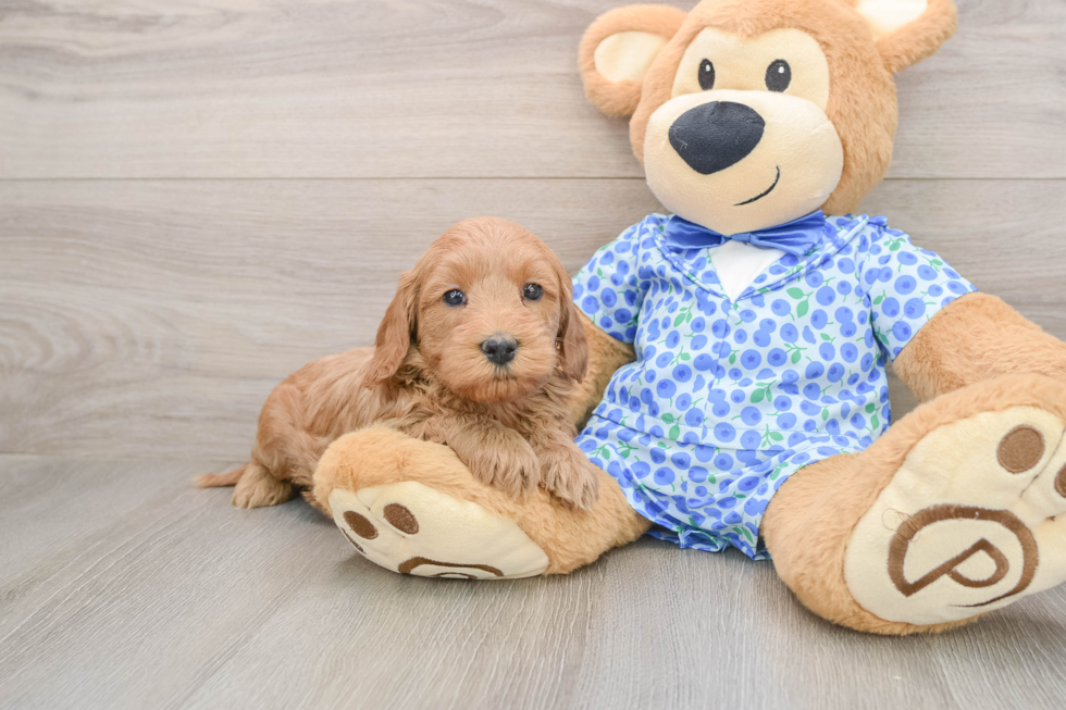 Playful Mini Groodle Poodle Mix Puppy