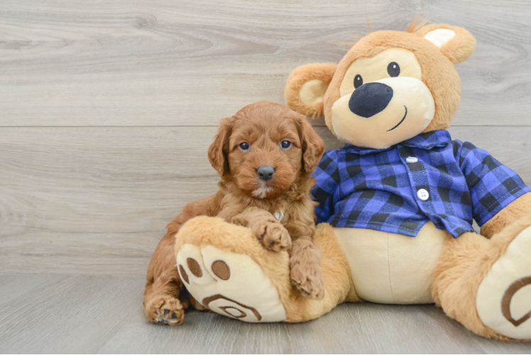 Mini Goldendoodle Pup Being Cute