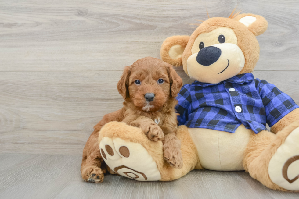 Mini Goldendoodle Pup Being Cute