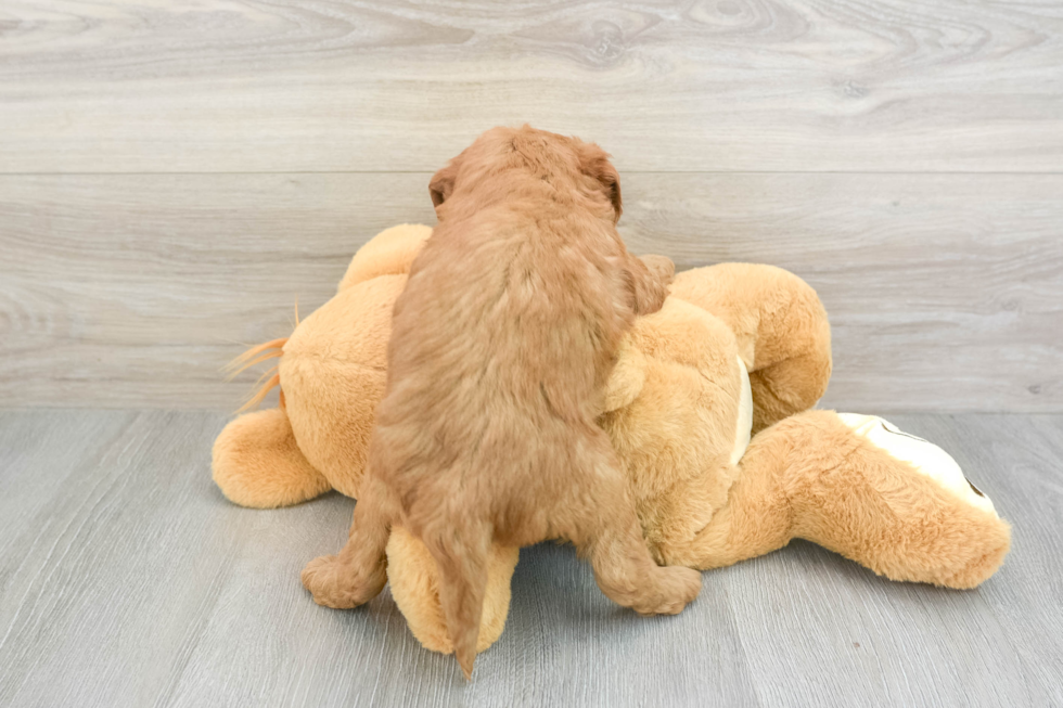 Smart Mini Goldendoodle Poodle Mix Pup