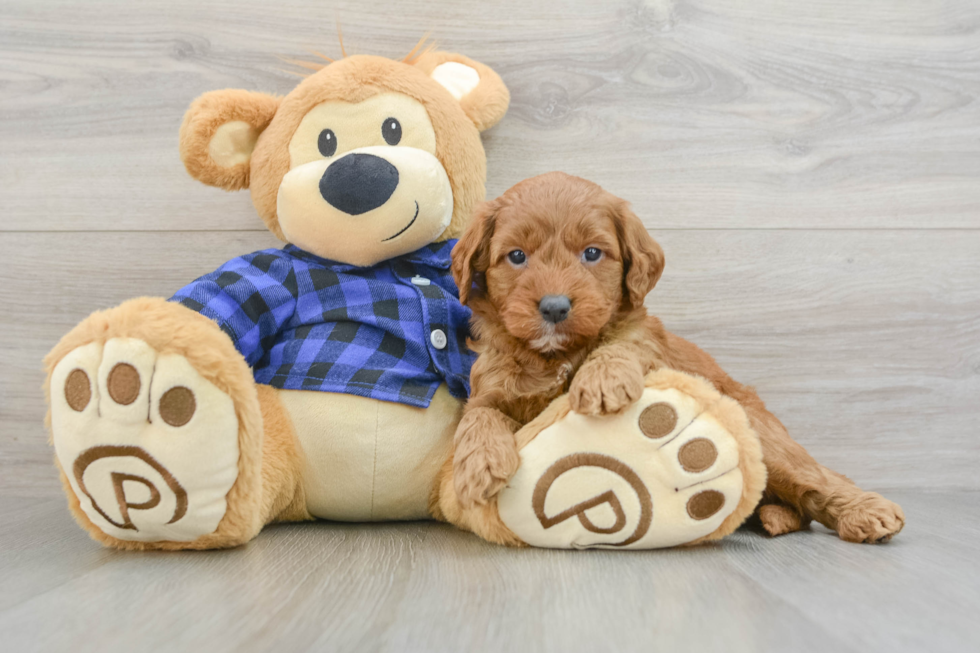 Mini Goldendoodle Puppy for Adoption