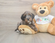 6 week old Mini Goldendoodle Puppy For Sale - Fairfield Furbabies