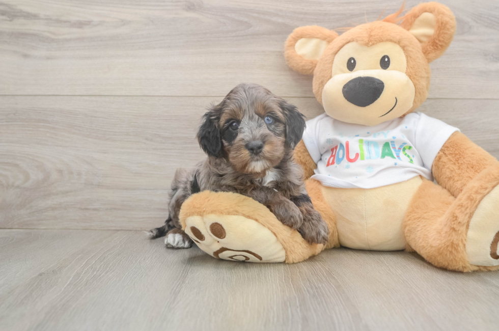 6 week old Mini Goldendoodle Puppy For Sale - Fairfield Furbabies