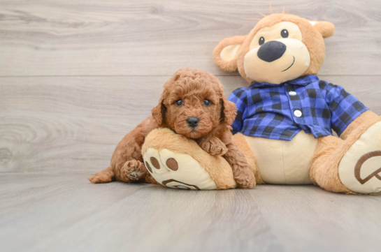 BAKER, a Mini Goldendoodle littermate