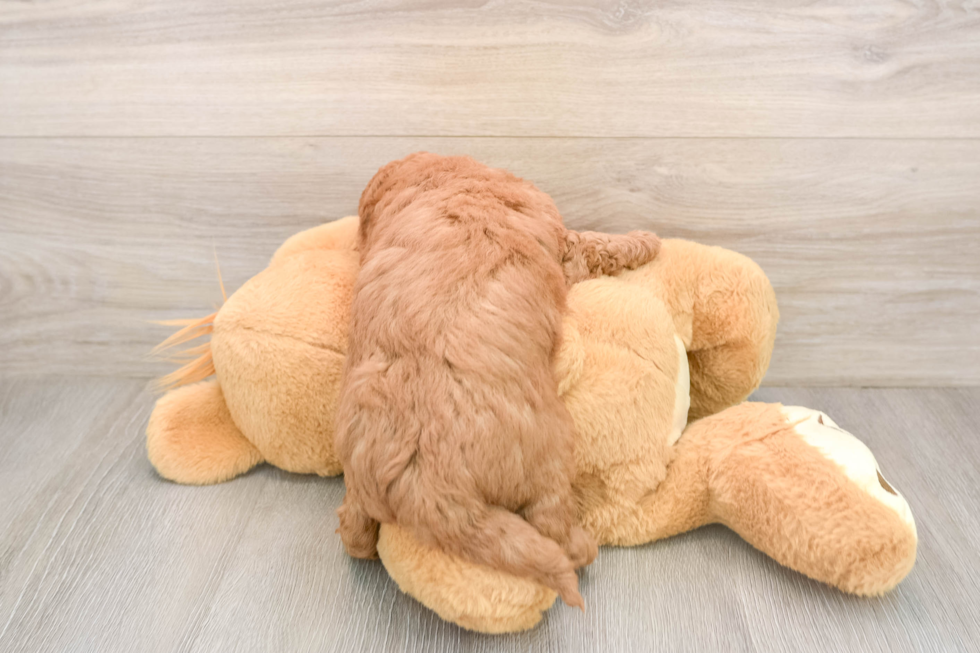 Hypoallergenic Mini Goldiepoo Poodle Mix Puppy