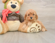 7 week old Mini Goldendoodle Puppy For Sale - Fairfield Furbabies