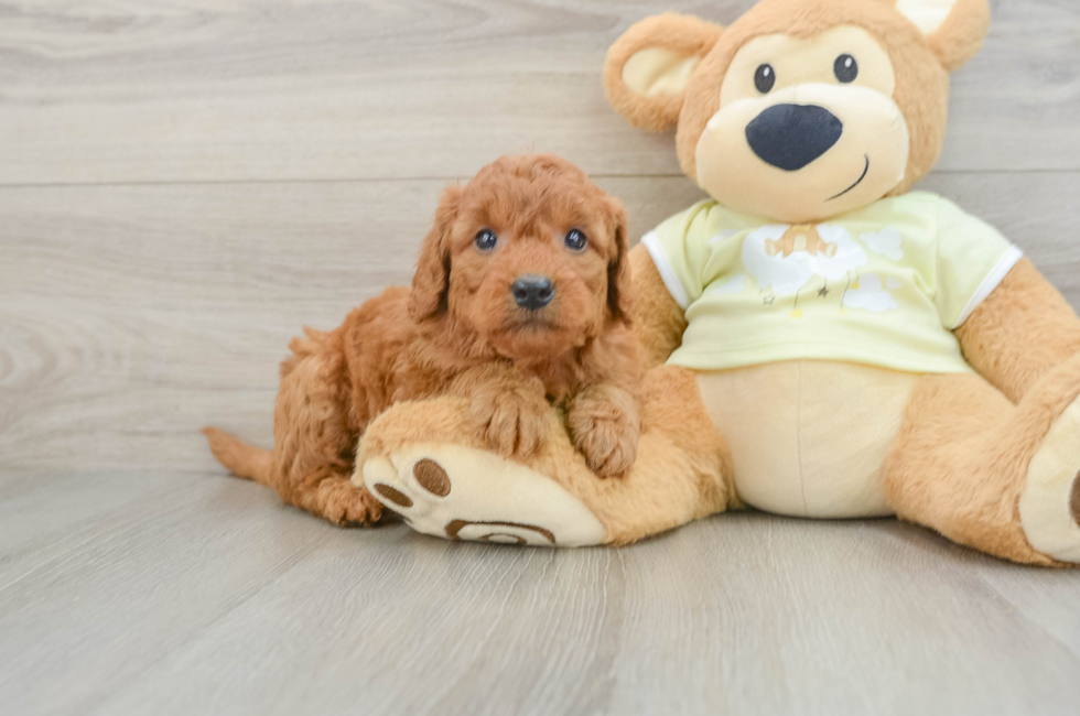 5 week old Mini Goldendoodle Puppy For Sale - Fairfield Furbabies