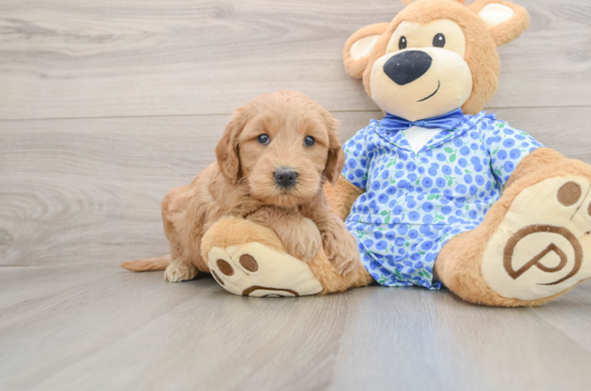 Mini Goldendoodle Puppy for Adoption