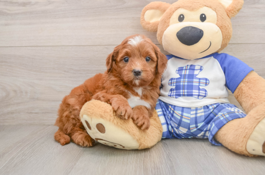 BAMBI, a Mini Goldendoodle littermate