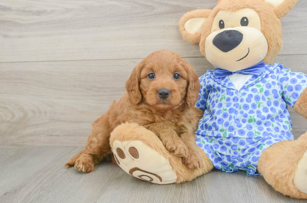 5 week old Mini Goldendoodle Puppy For Sale - Fairfield Furbabies