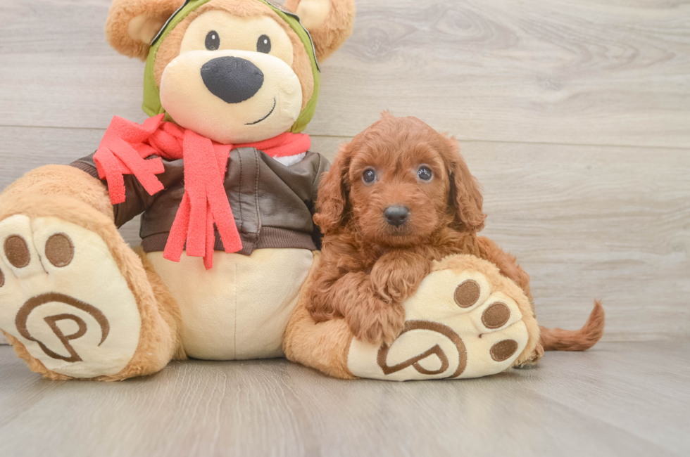 6 week old Mini Goldendoodle Puppy For Sale - Fairfield Furbabies