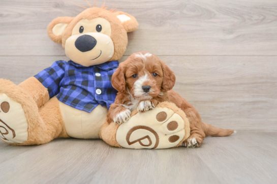 BANZAI, a Mini Goldendoodle littermate