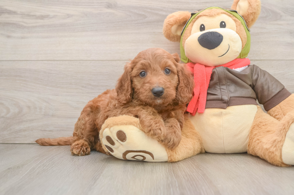 6 week old Mini Goldendoodle Puppy For Sale - Fairfield Furbabies