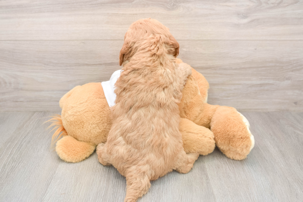 Best Mini Goldendoodle Baby