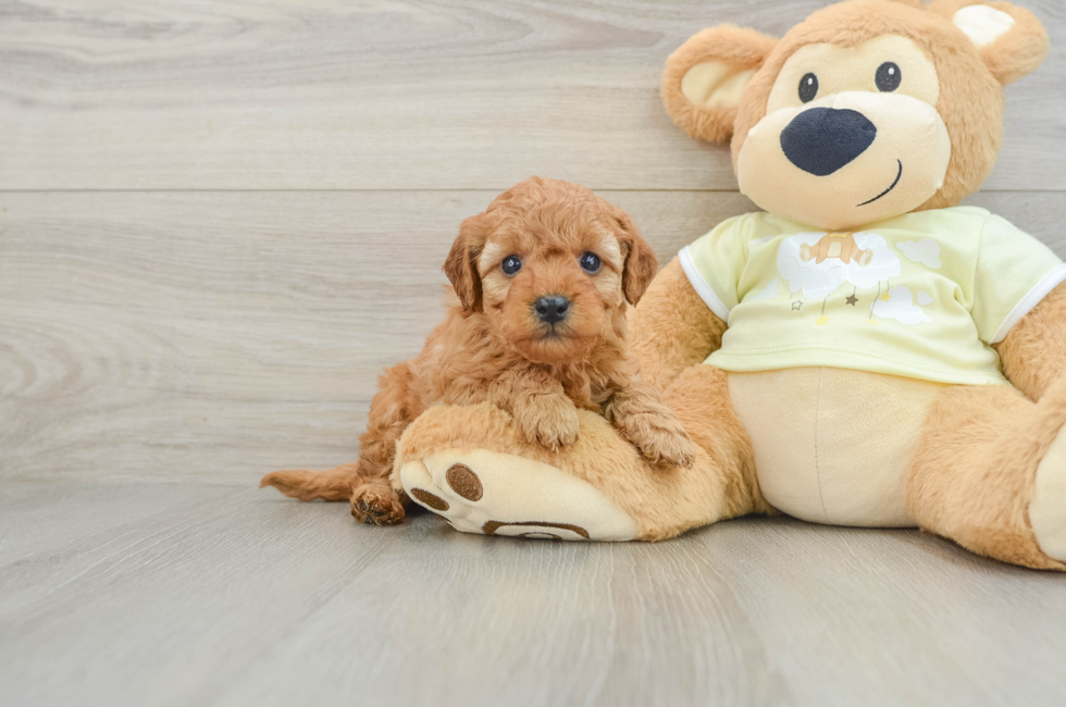 5 week old Mini Goldendoodle Puppy For Sale - Fairfield Furbabies