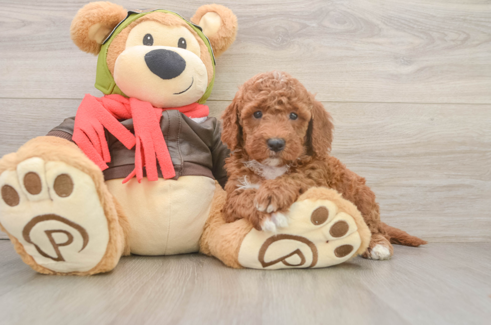 6 week old Mini Goldendoodle Puppy For Sale - Fairfield Furbabies