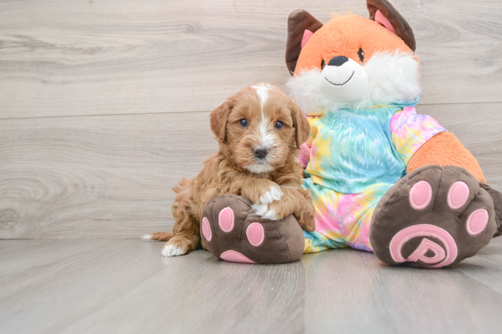 Energetic Golden Doodle Poodle Mix Puppy