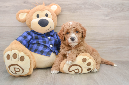 BARRETT, a Mini Goldendoodle littermate