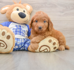 8 week old Mini Goldendoodle Puppy For Sale - Fairfield Furbabies