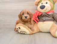 7 week old Mini Goldendoodle Puppy For Sale - Fairfield Furbabies