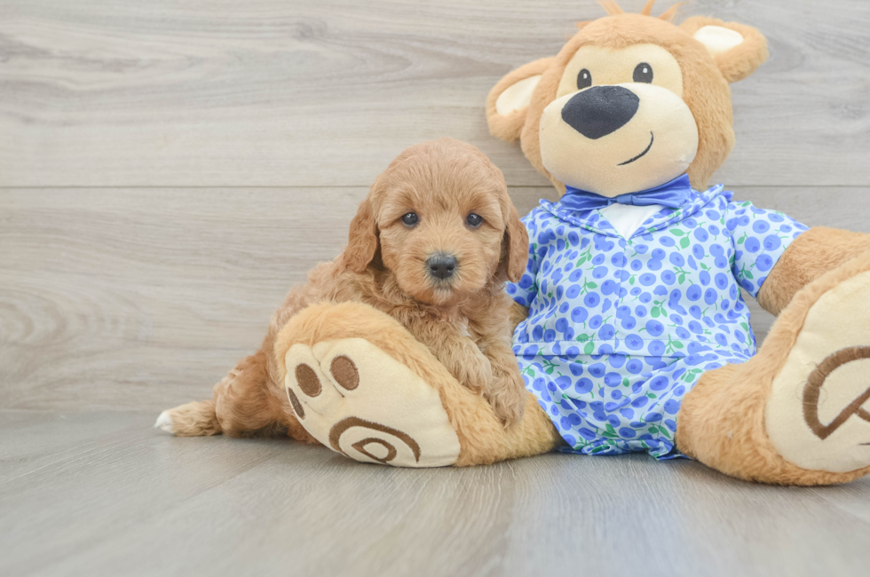 5 week old Mini Goldendoodle Puppy For Sale - Fairfield Furbabies